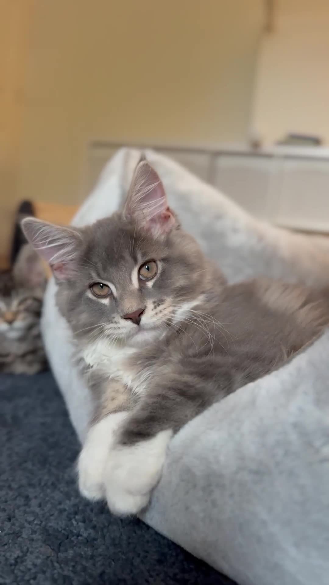 Maine Coon cats for sale: READY NOW~ 1 loving boy left  - Video 5