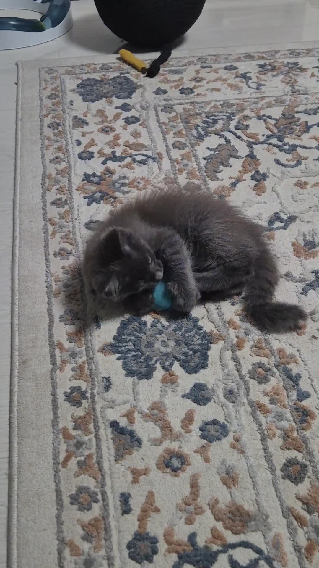 Maine Coon cats for sale: Maine Coon kittens  - Video 2