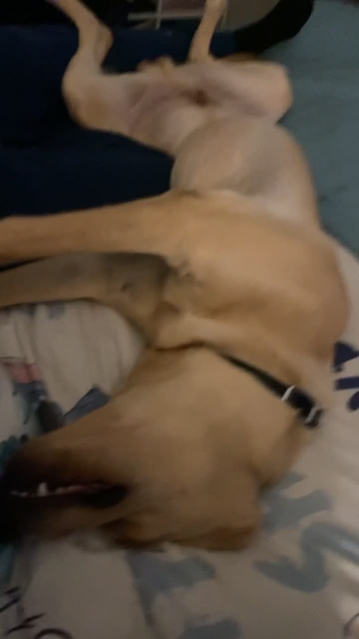 Goldador dogs for sale: Golden Lab loki  - Video 1
