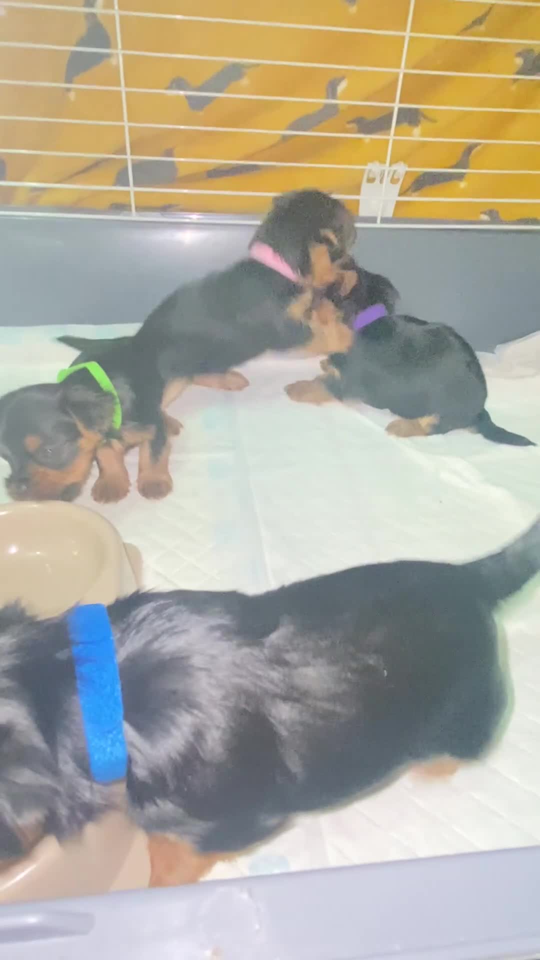 Yorkshire Terrier dogs for sale: 4 Stunning Minature Yorkshire terriers for sale  - Video 2