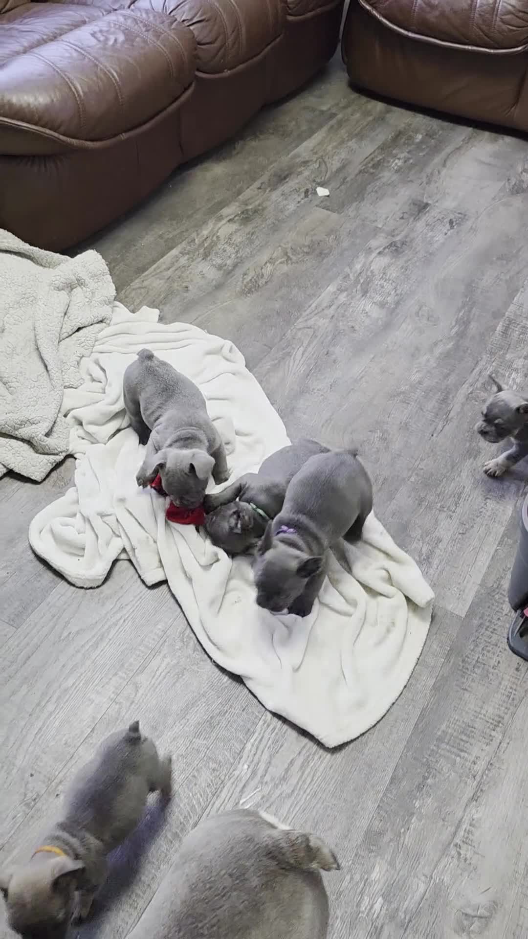 French Bulldog dogs for sale: 7 stunning French Bulldog puppies - Video 1