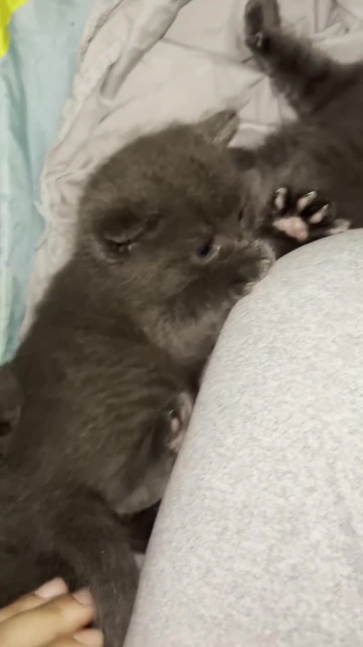 Mixed Breed cats for sale: Russian blue X Ragdoll - Video 1