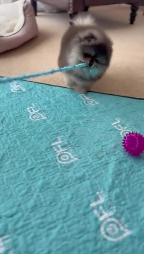 Pomeranian dogs for sale: Luxurious Tiny Pomeranian Puppies - Video 1