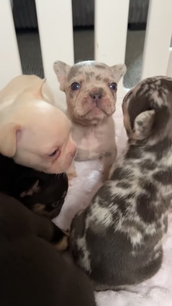 French Bulldog dogs for sale: French bulldog puppies fluffie carriers  - Video 1