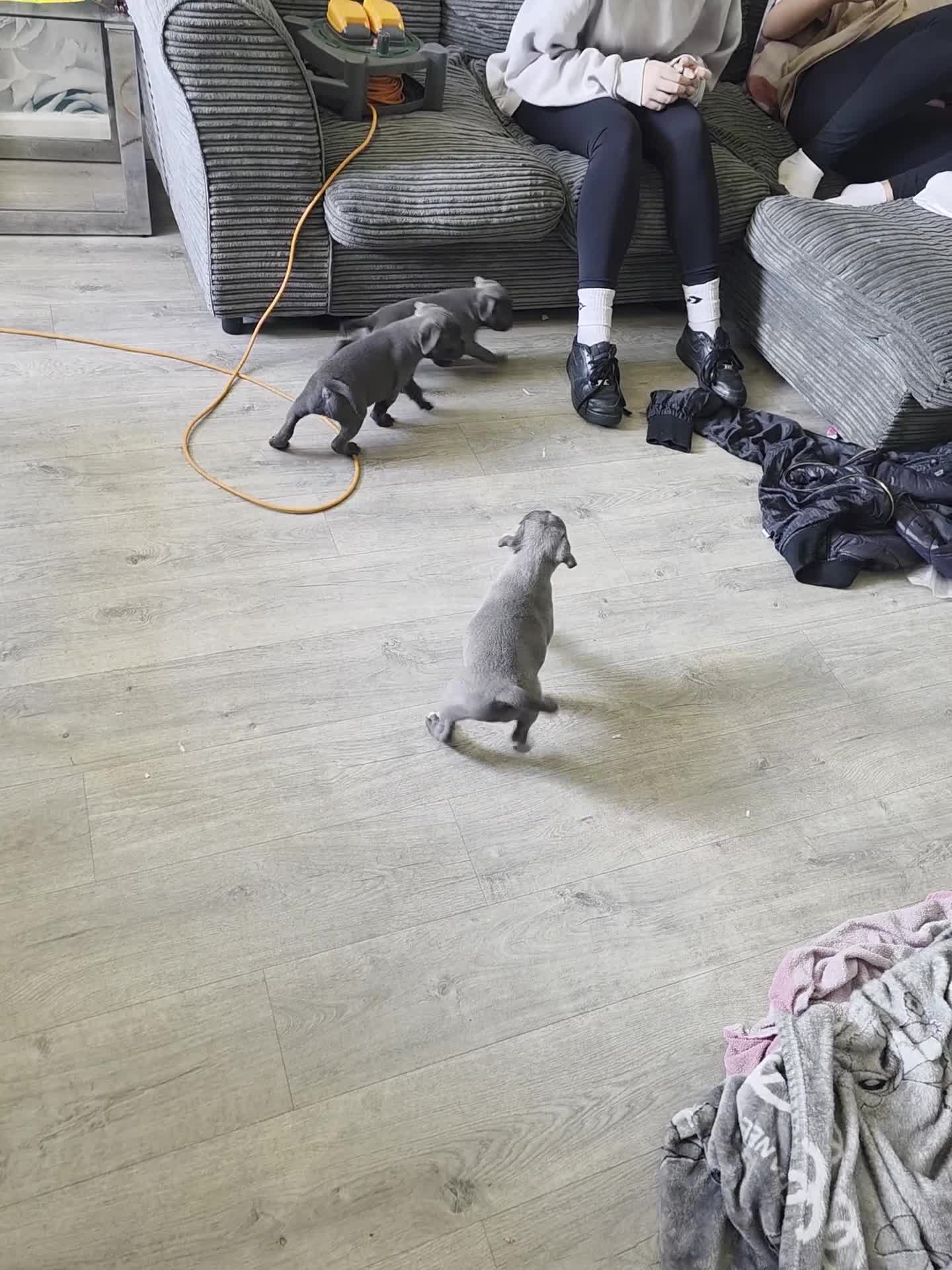 Staffordshire Bull Terrier dogs for sale: 3 playful, lively chunky puppies - Video 1