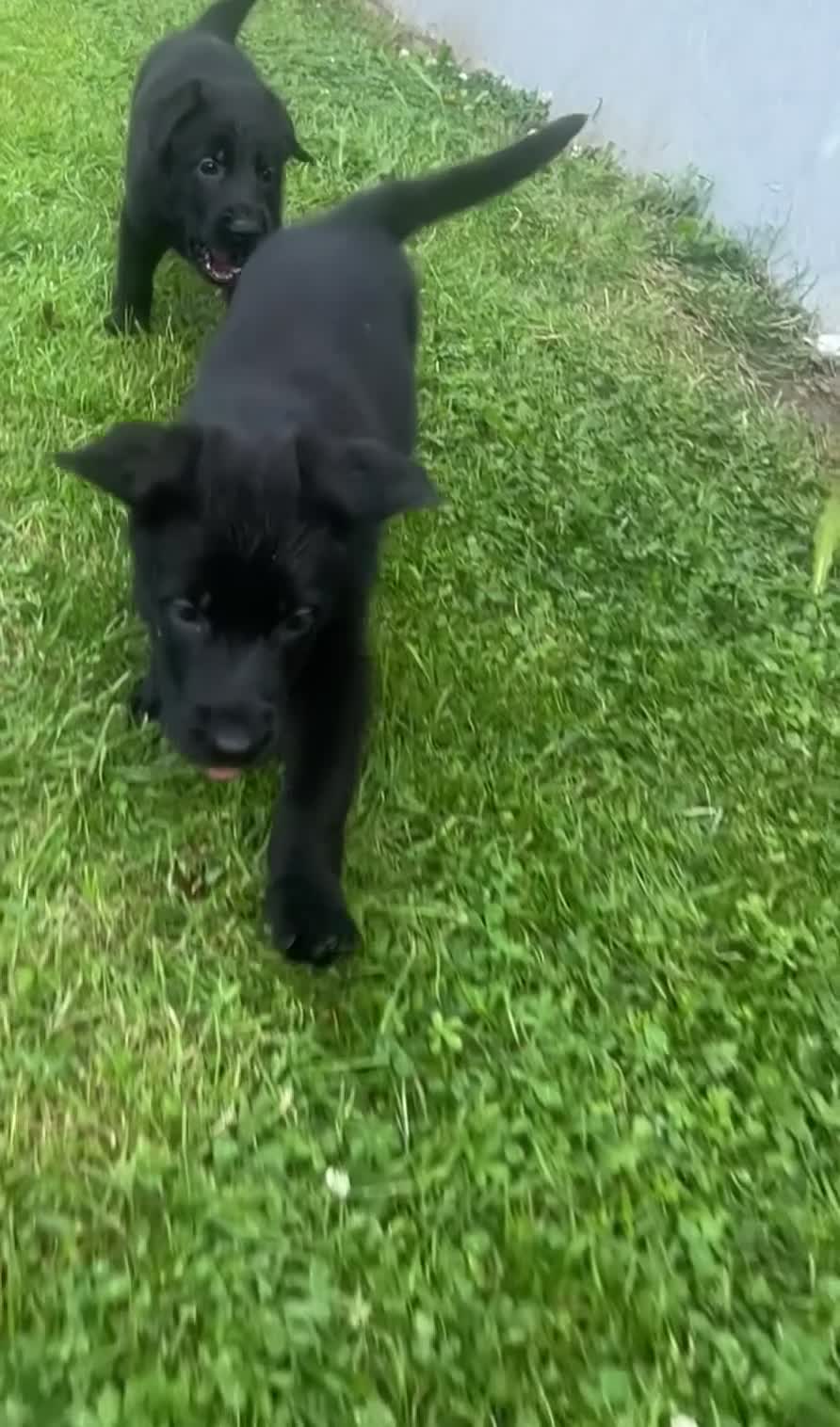 German Shepherd dogs for sale: *ONLY 1 LEFT* German Shepard puppy final reduction - Video 2