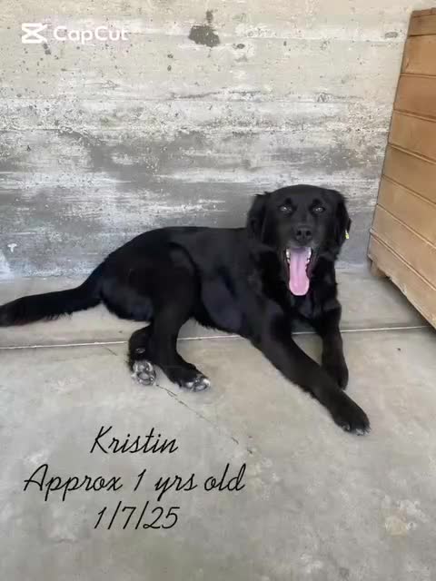 Mixed Breed dogs for adoption: Kristen, 1 yr approx. Available for adoption. in Brixham - Video 1