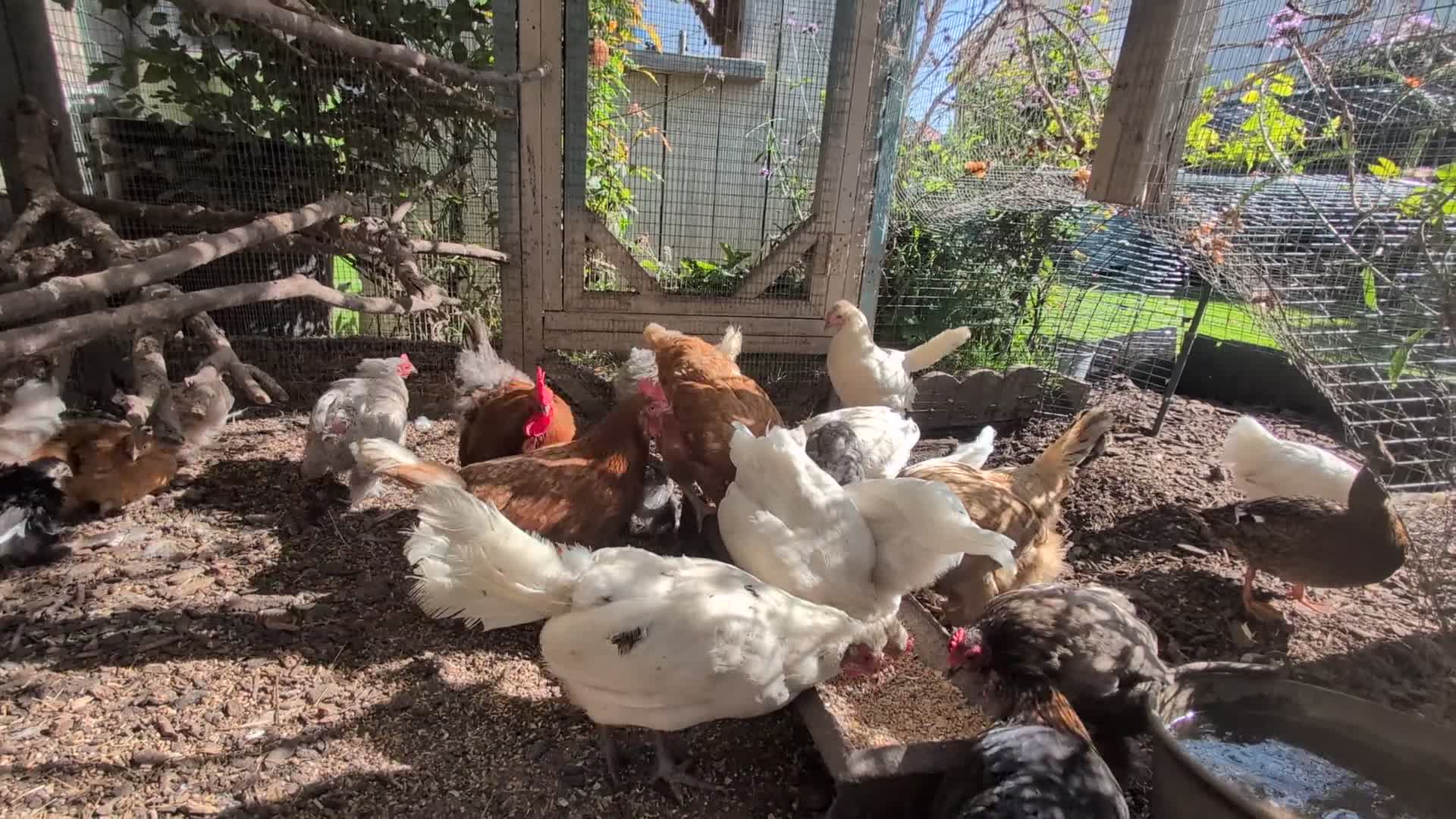 Chickens poultry for sale: Hens free x5  - Video 1