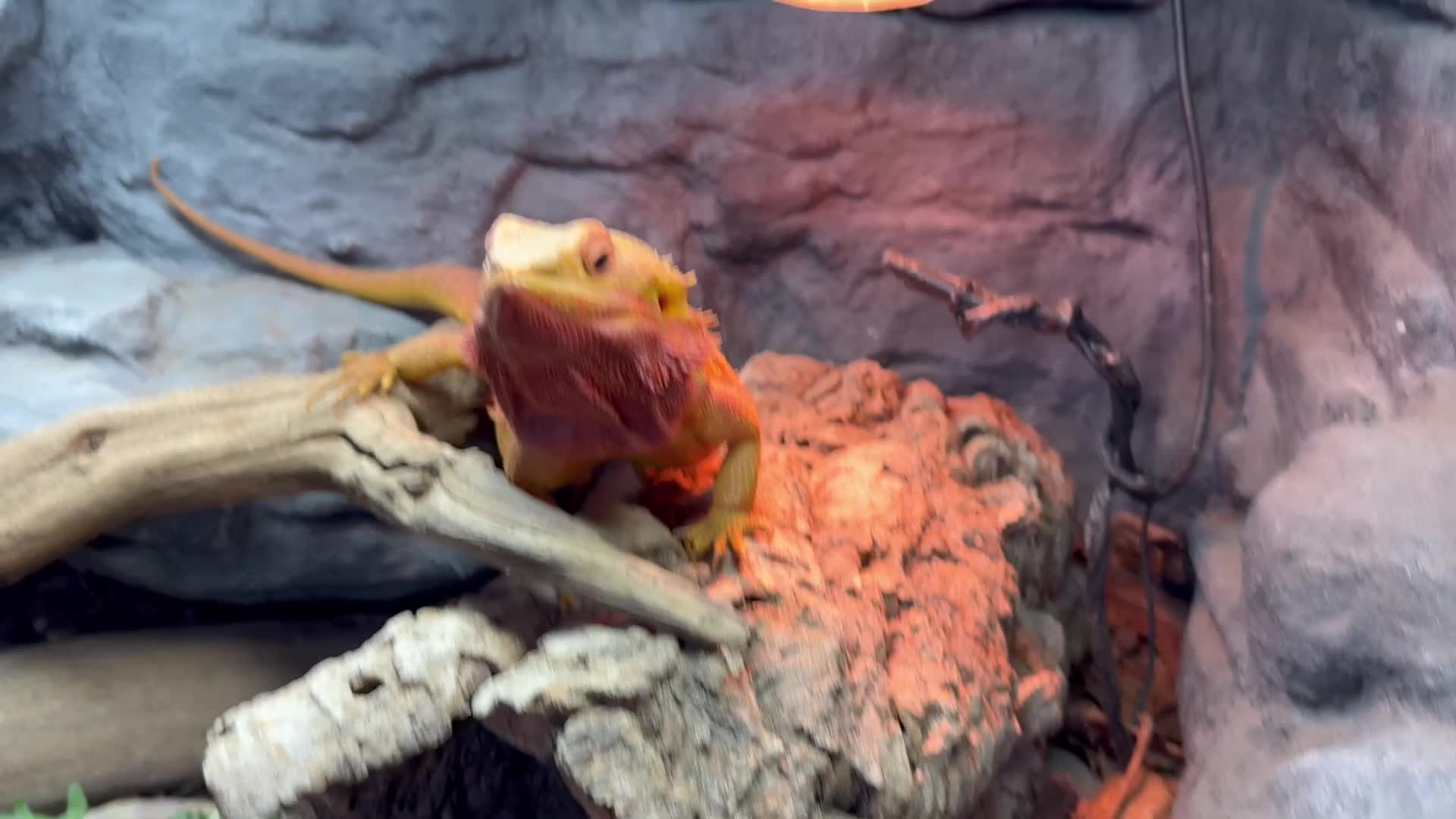 Bearded Dragon reptiles for sale: Mango my bearded dragon and vivarium  - Video 1