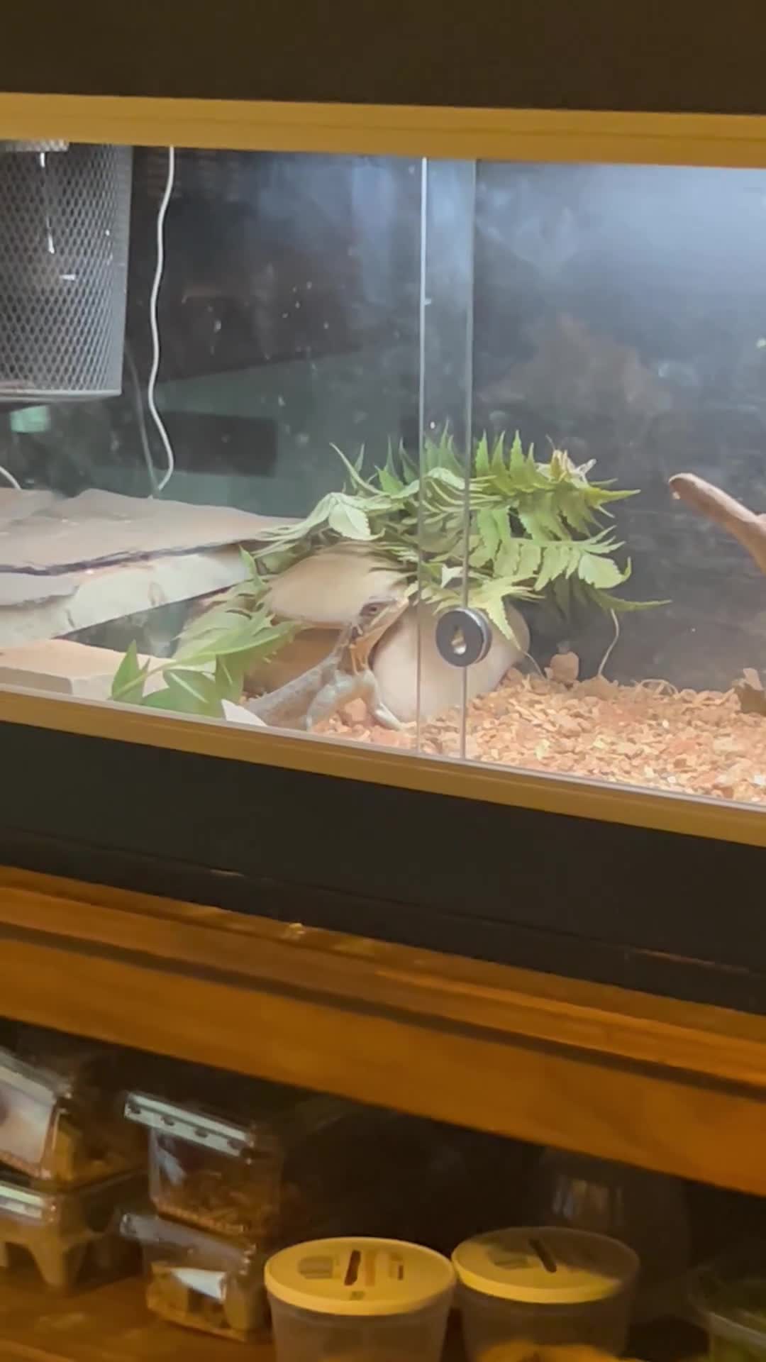 Dragon reptiles for sale: M&F Red headed Rock agama in Thornton-Cleveleys - Video 4