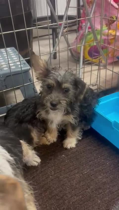 Mixed Breed dogs for sale: Jack Russel x Yorkshire Terrier  - Video 2