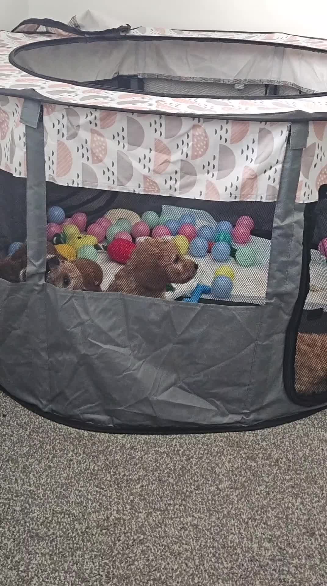 Cockapoo dogs for sale: Beautiful Cockapoos  - Video 1