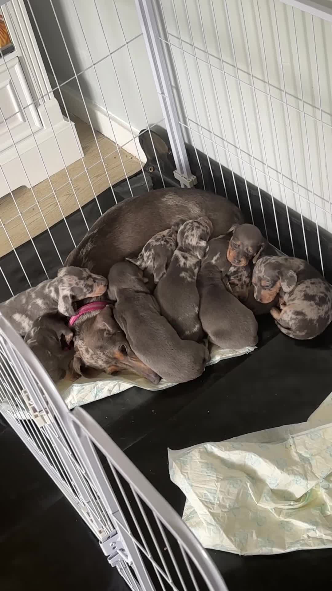 Dachshund dogs for sale: 9 amazing dapple dachshund puppys  - Video 2
