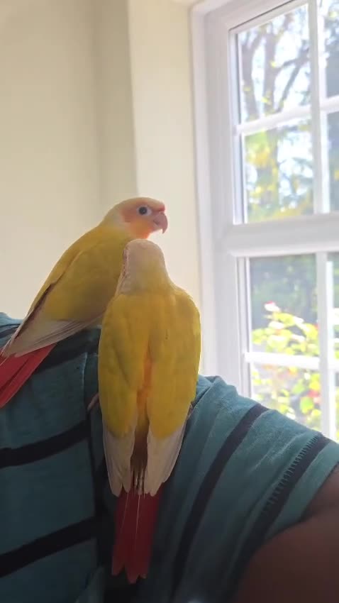 Conures birds for sale: Stunning baby conures for sale - Video 1