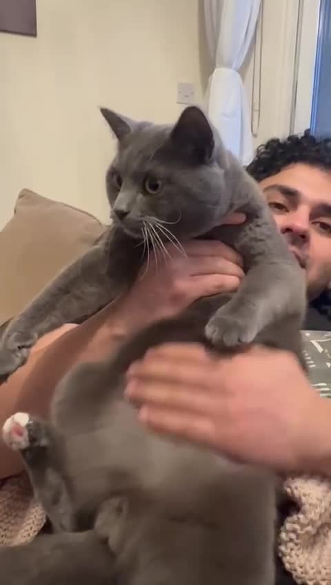 British Shorthair cats for sale: 2 Beautiful British shorthairs - rehoming in London - Video 4