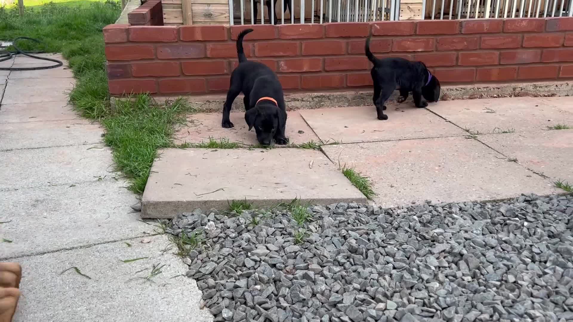 Labrador Retriever dogs for sale: KC reg health tested FT working Labrador puppies - Video 2