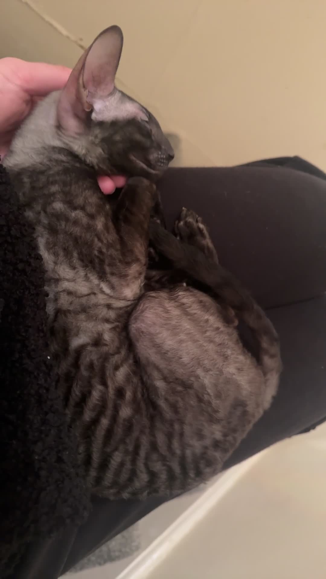 Cornish Rex cats for sale: Champion Cornish Rex girls in Stamford - Video 2
