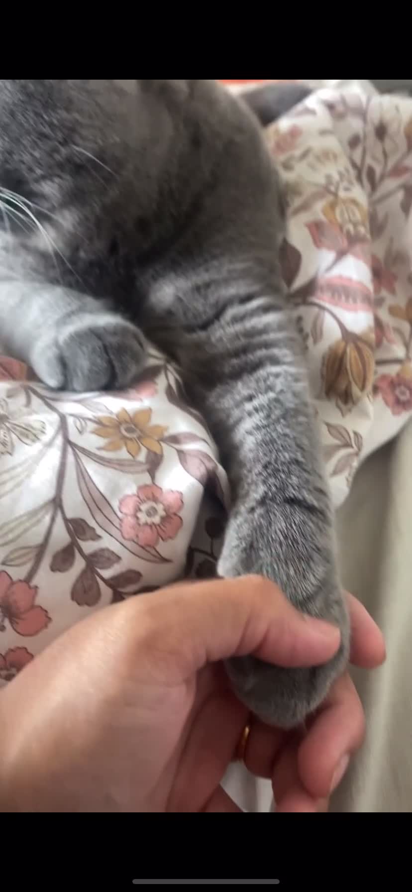 British Shorthair cats for sale: Male British Shorthair 1yr old (CHAMPA) - Video 2
