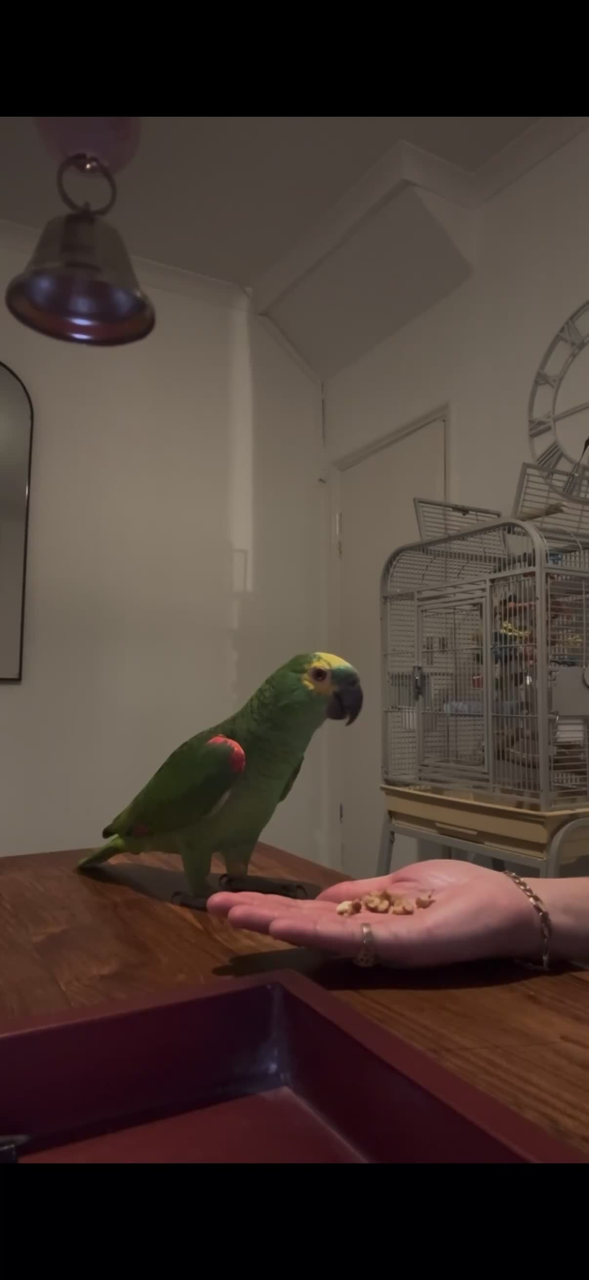Parrots birds for sale: Blue Fronted Amazon parrot 🦜  - Video 2