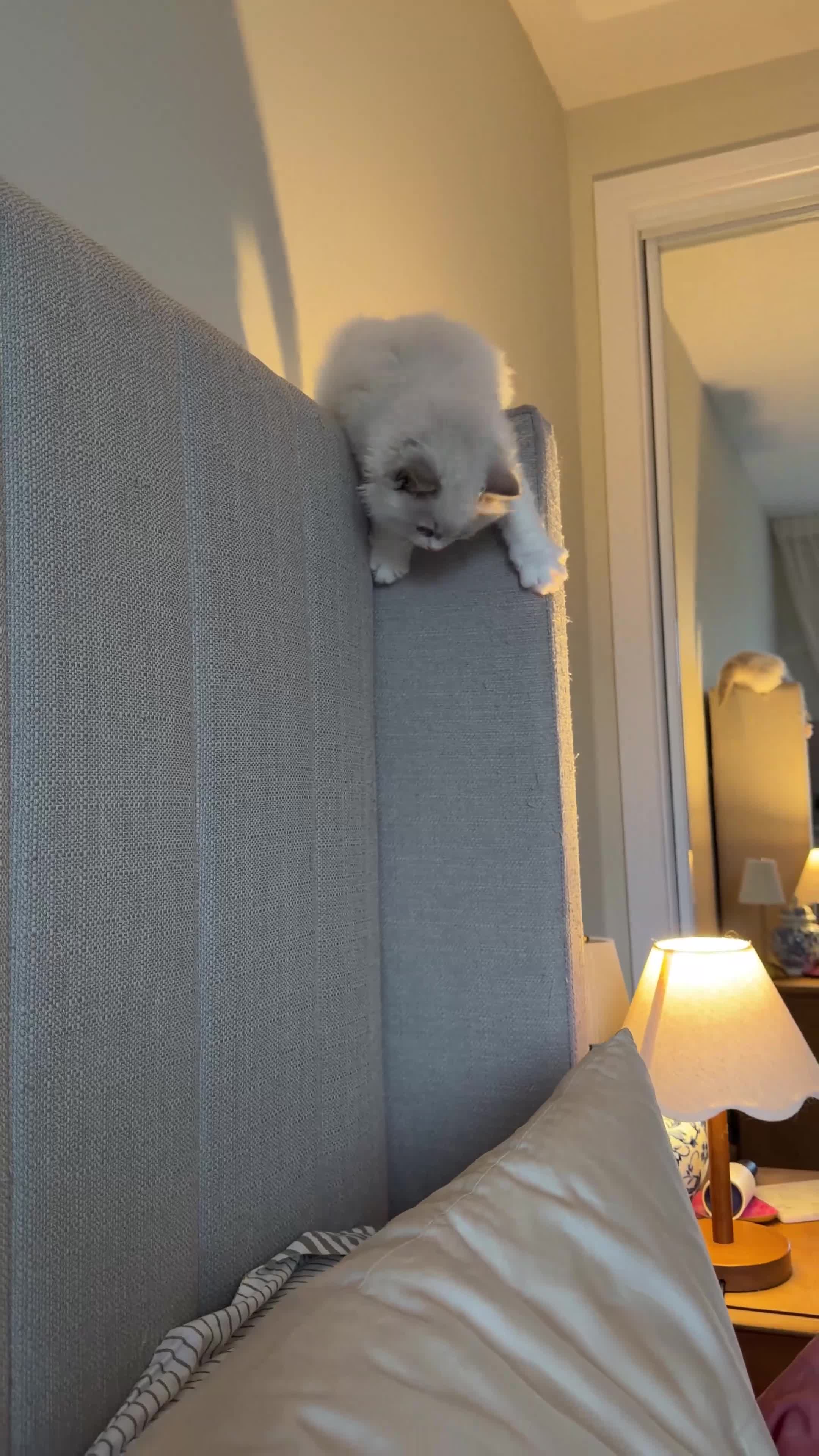 Ragdoll cats for sale: Pedigree Ragdoll Registered Kittens  🌸  - Video 2
