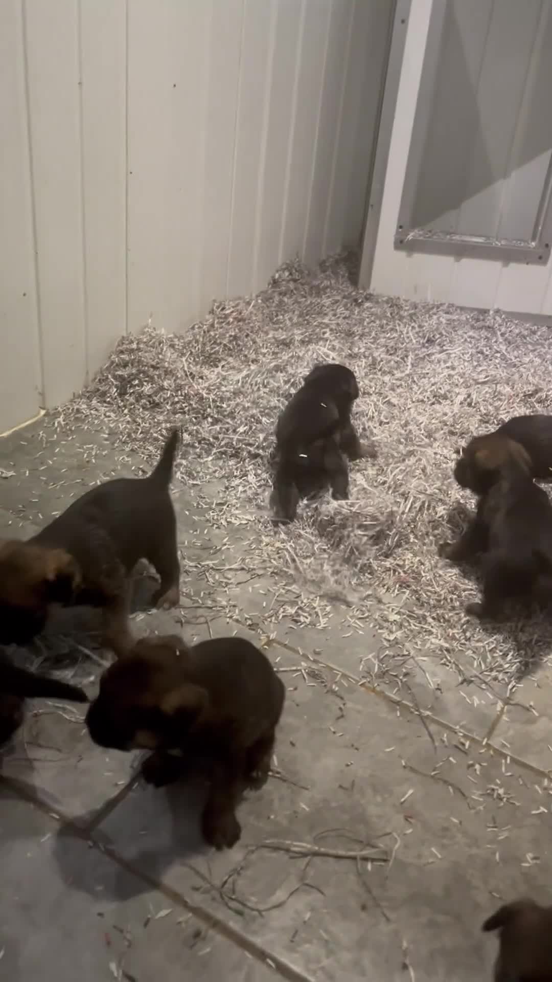 Border Terrier dogs for sale: KC reg Slem clear border terrier pups reg breeder - Video 2