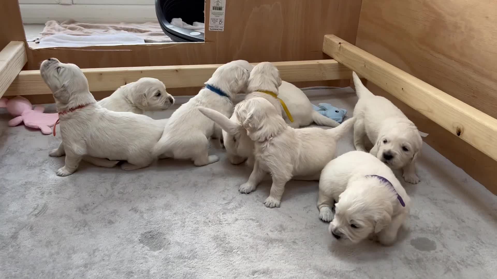 Golden Retriever dogs for sale: Last girl remaining  in Doncaster - Video 4