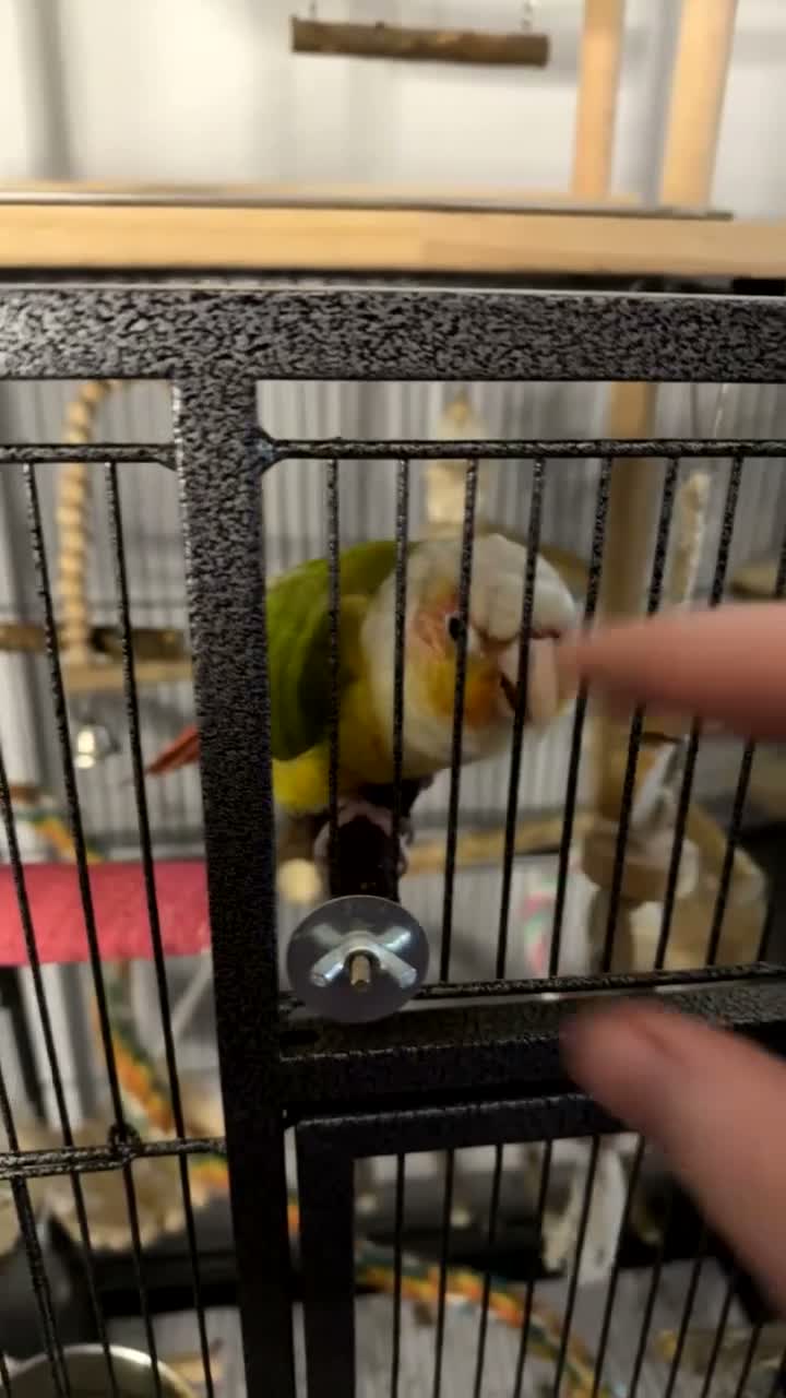Conures birds for sale: Monty the Conure! in Barnsley - Video 2