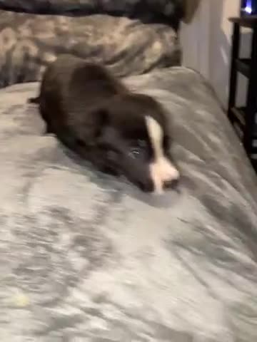 Mixed Breed dogs for sale: 8 beautiful staff cross shepsky pups  - Video 5