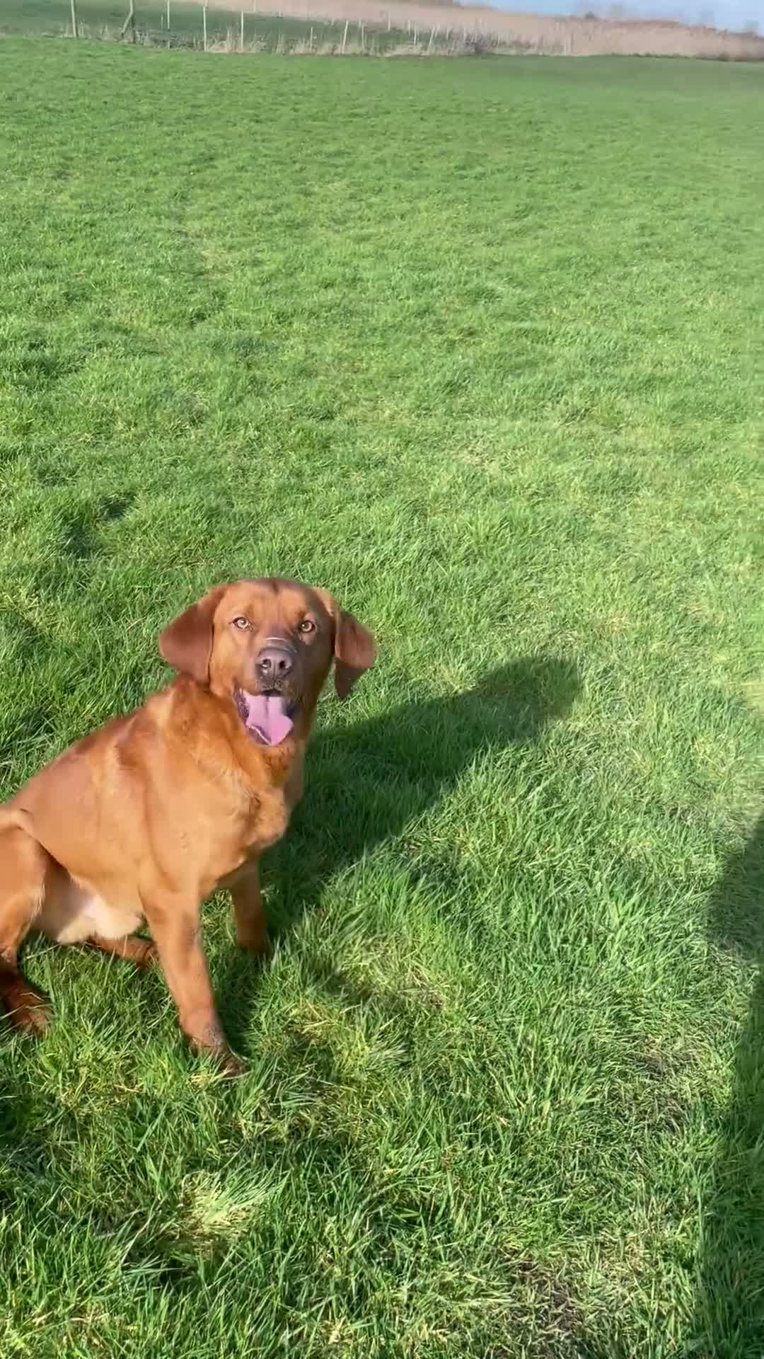 Labrador Retriever dogs for stud: Red lab for stud  - Video 1
