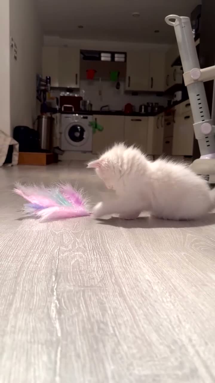 Ragdoll cats for sale: Purebred Ragdoll Kitten in Cardiff - Video 4