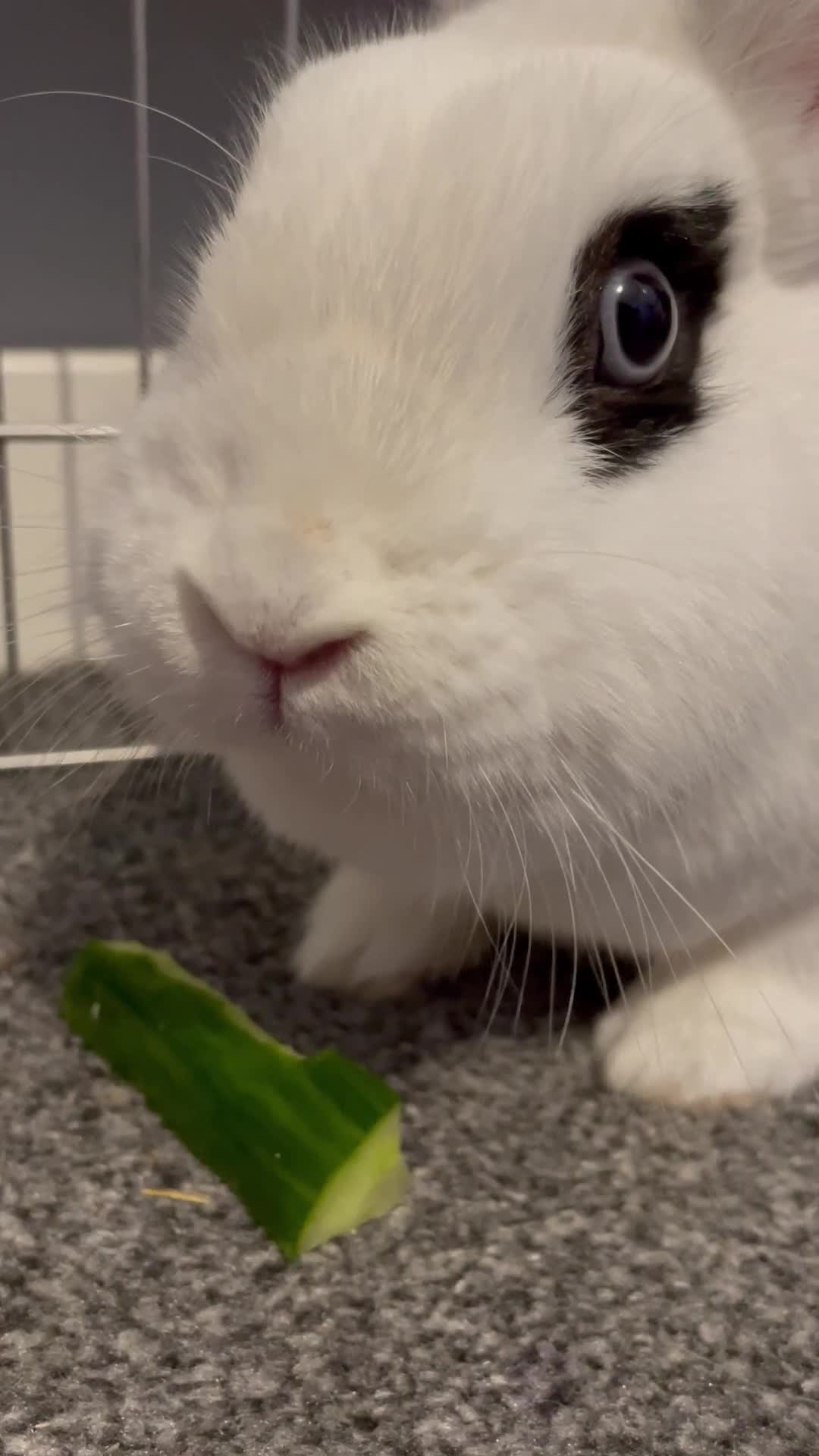 Mixed Breed rabbits for sale: White and Black Female Rabbit for adoption! FREE! - Video 1