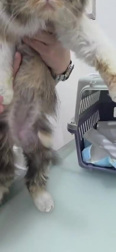 Mixed Breed cats for adoption: Mogwai - Video 1