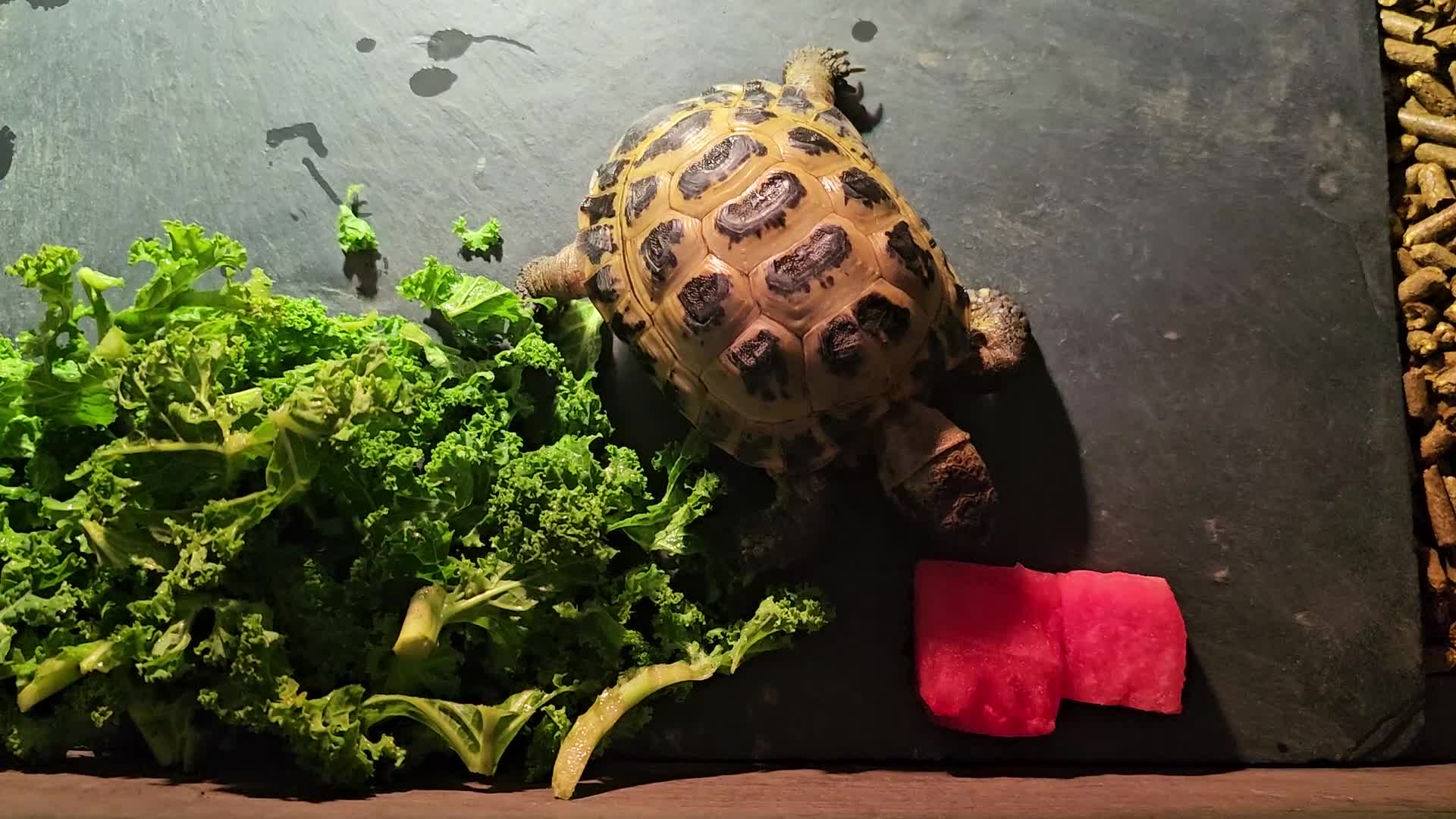 Tortoise reptiles for sale: 2 Horsfield Tortoises  - Video 1