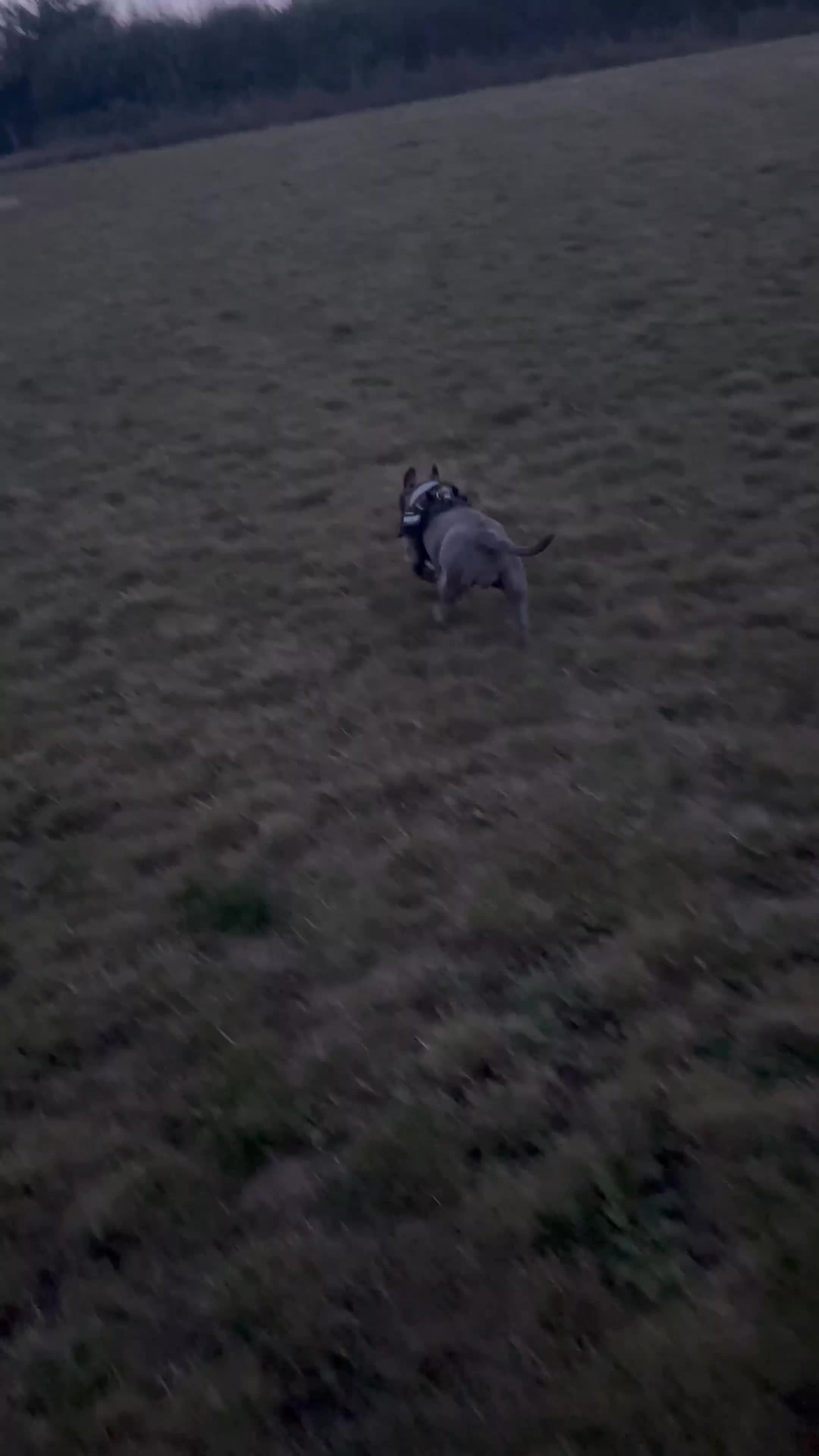 Staffordshire Bull Terrier dogs for sale: Beautiful Blue Staffy Girl Remi 🩷 - Video 1