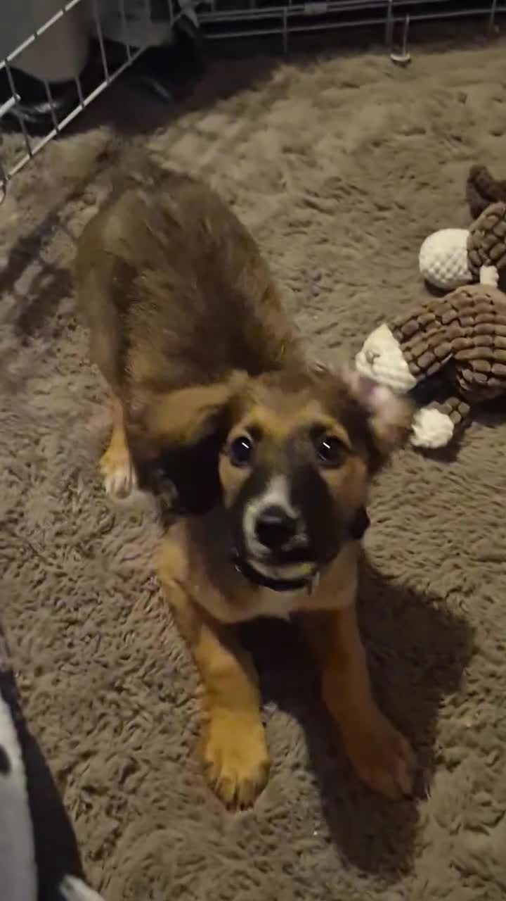 Mixed Breed dogs for sale: Zeus x - Video 2
