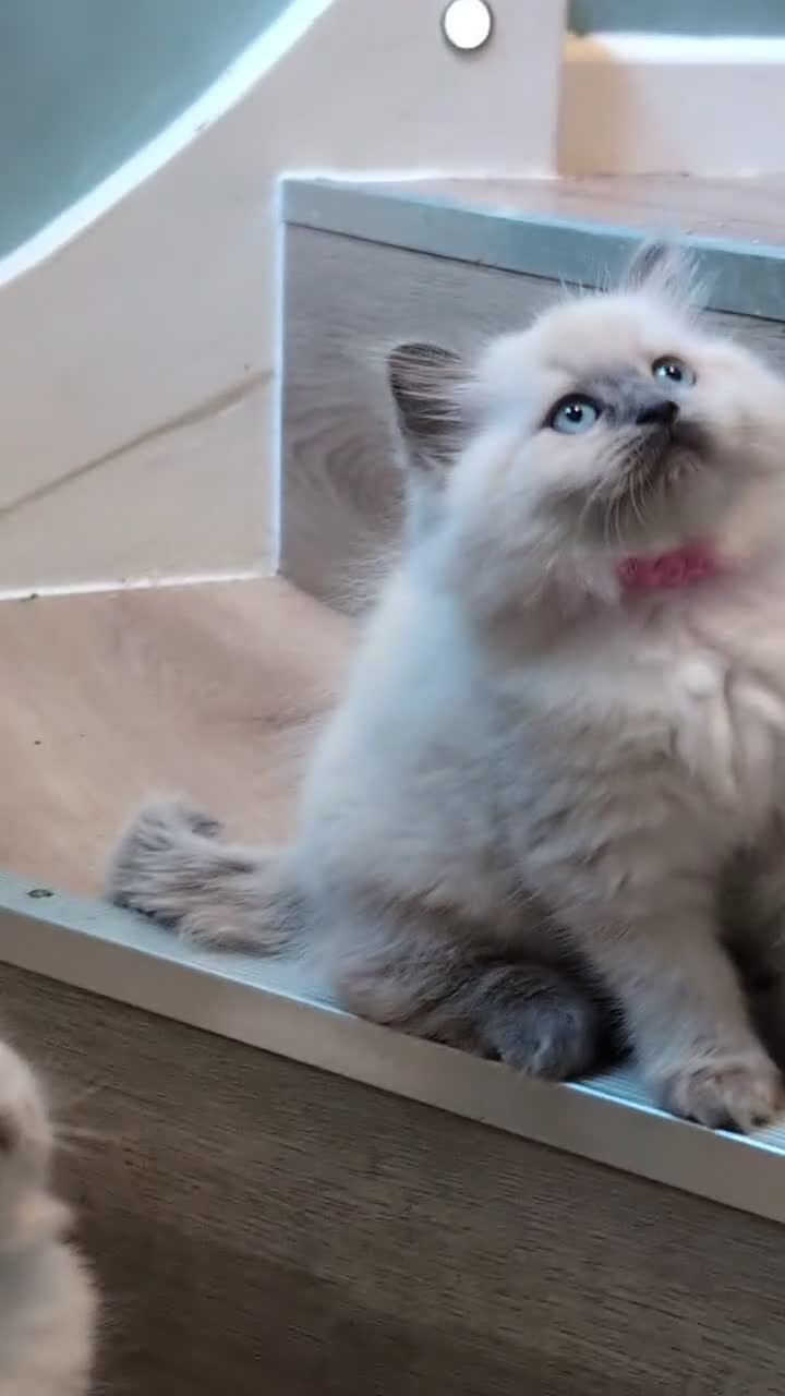 Ragdoll cats for sale: Ragdoll kitten  - Video 1