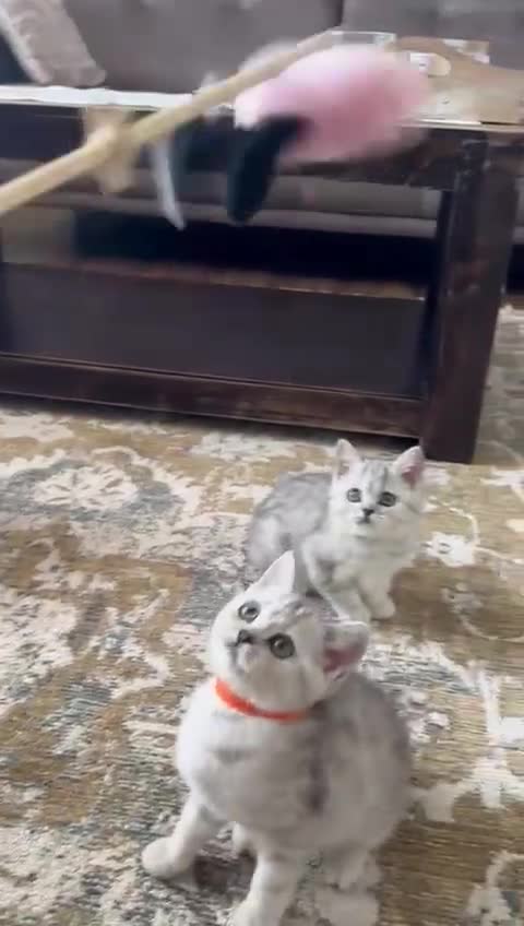 British Shorthair cats for sale: TICA Reg.BSH Black Silver Spotted Tabby kittens - Video 1