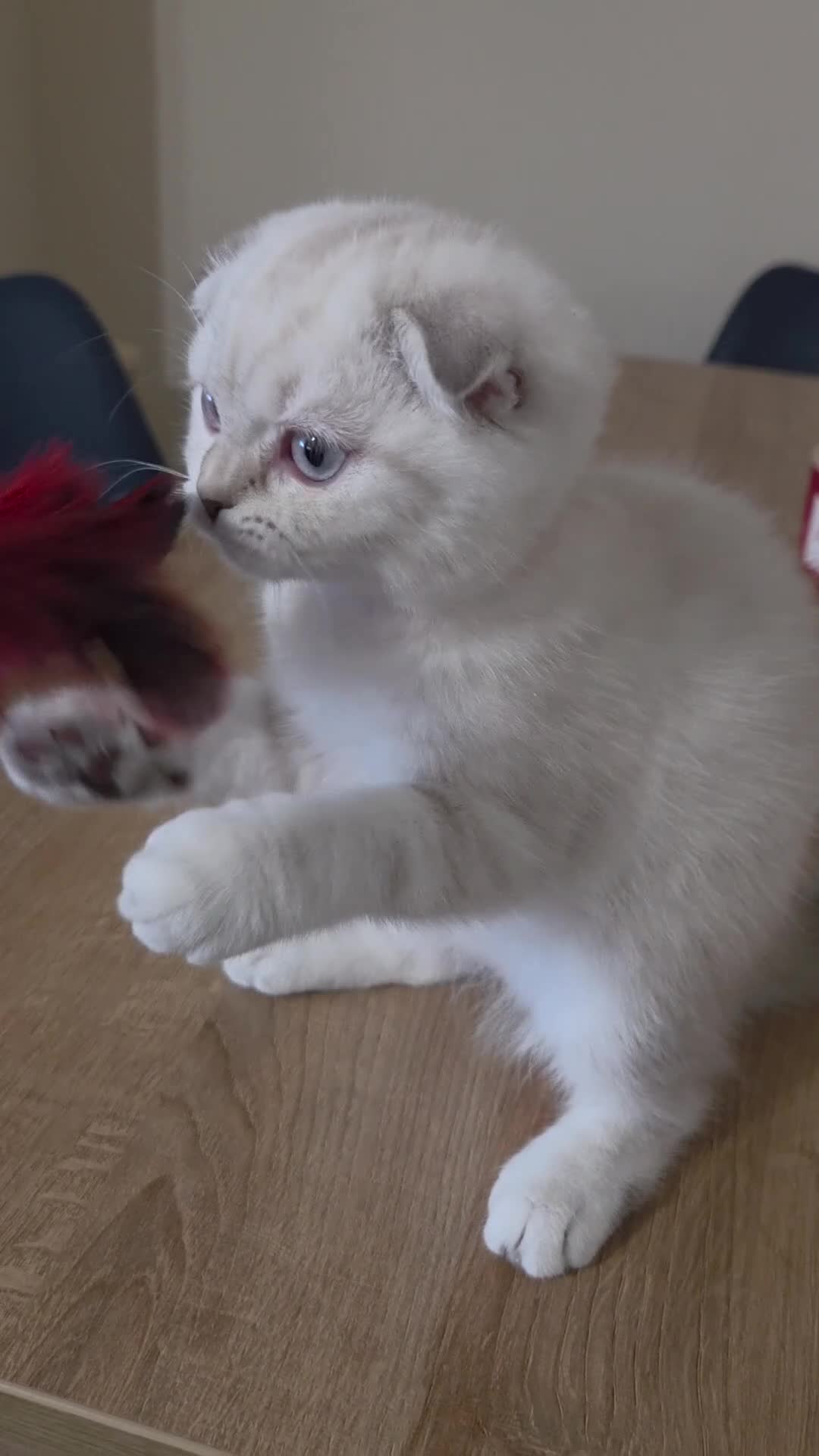 Scottish Fold cats for sale: Scottish Fold Kitten Female Ready To Be Collected  - Video 1