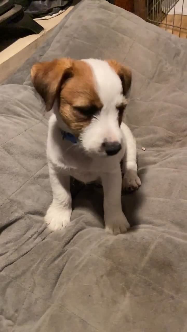 Jack Russell dogs for sale: 1 beautiful boy Jack Russell left  - Video 1