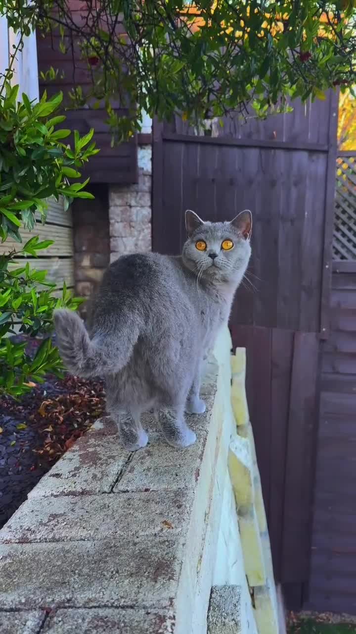 British Shorthair cats for sale: WILLOW — Beautiful British Shorthair Girl  - Video 4