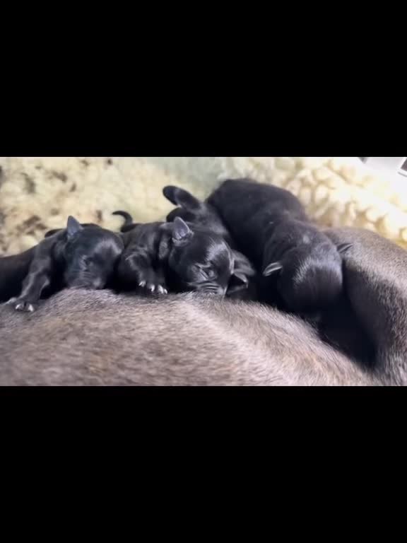 Staffordshire Bull Terrier dogs for sale: KC Registered Staffordshire Bull Terrier Puppies - Video 1