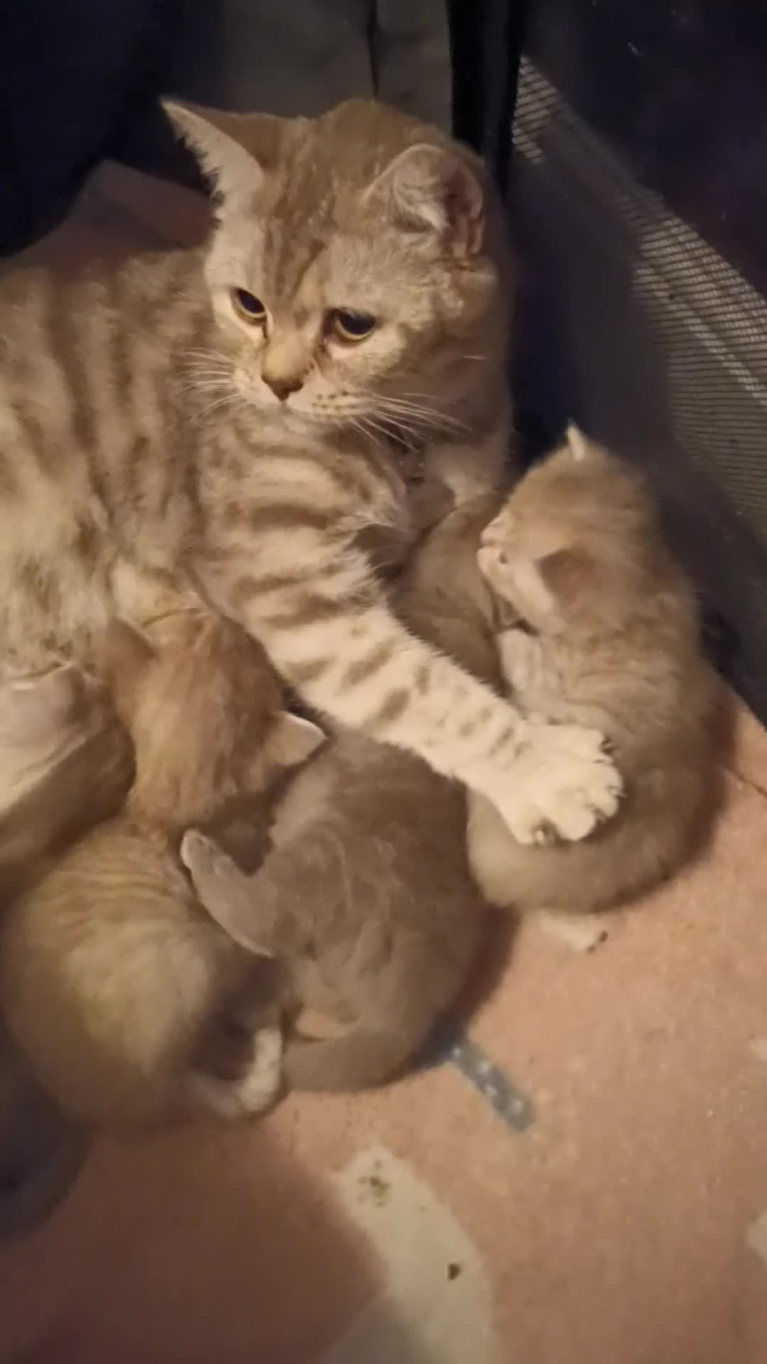 British Shorthair cats for sale: British shorthair - Video 1