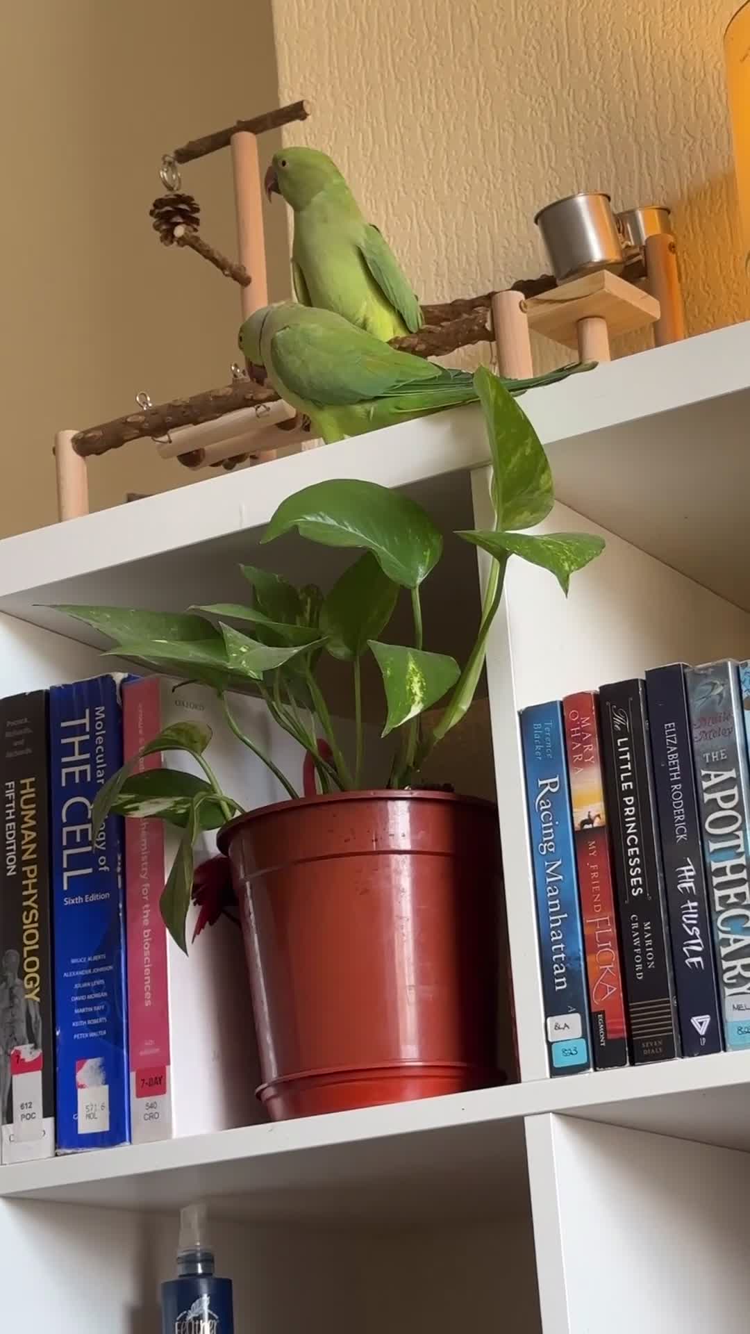 Ringnecks birds for sale: Indian Ringneck Breeding Pair + Complete Setup - Video 1