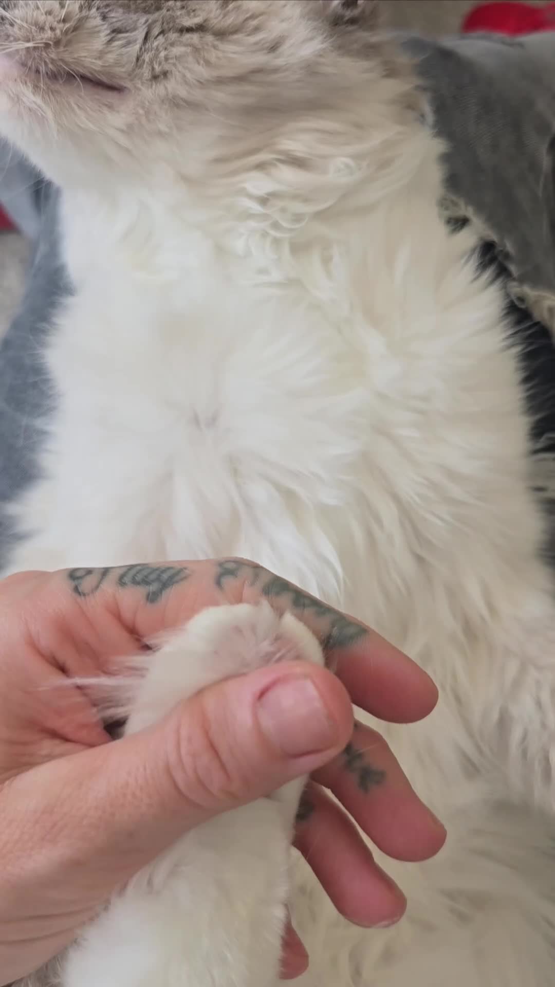 Ragdoll cats for sale: 💖 Gorgeous TICA-Registered Blue Mitted Girl 💖 - Video 1