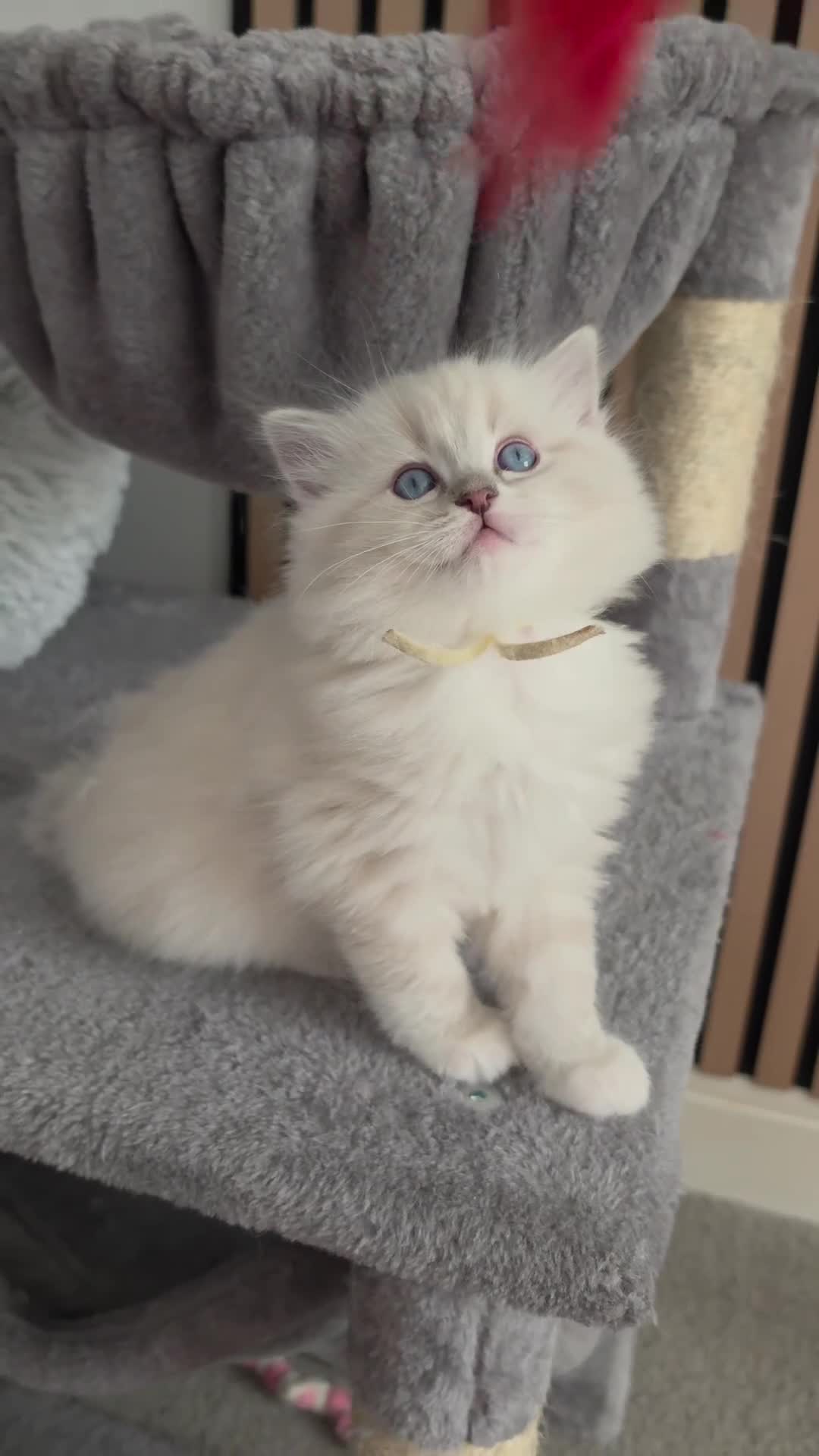 Ragdoll cats for sale: 🩷TICA registered Ragdolls🩷 - Video 2