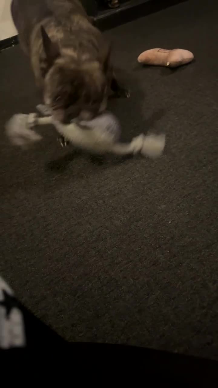 French Bulldog dogs for sale: Lovely Pedigree French Bulldog - Video 1