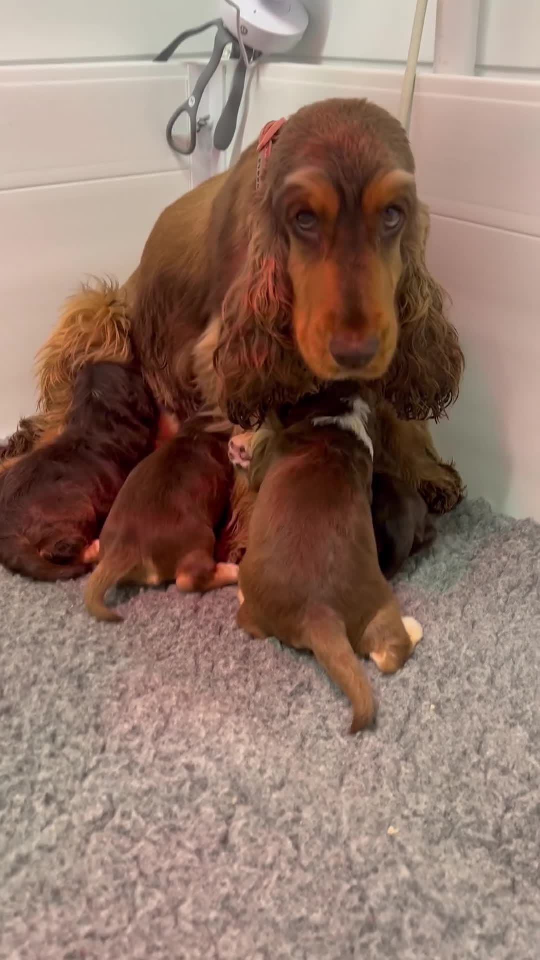 Cocker Spaniel dogs for sale: Fantastic show cocker boys dna clear  - Video 1