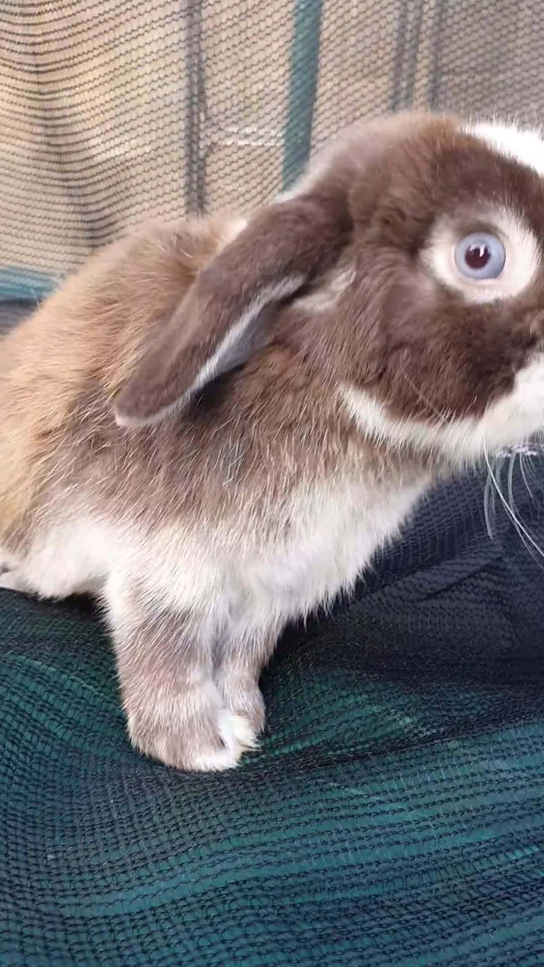 Mini Lop rabbits for sale: Pure breed mini lops male and female  - Video 3