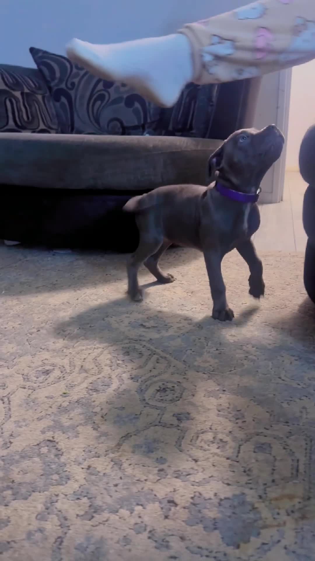 Cane Corso dogs for sale: Cane corso female  - Video 1