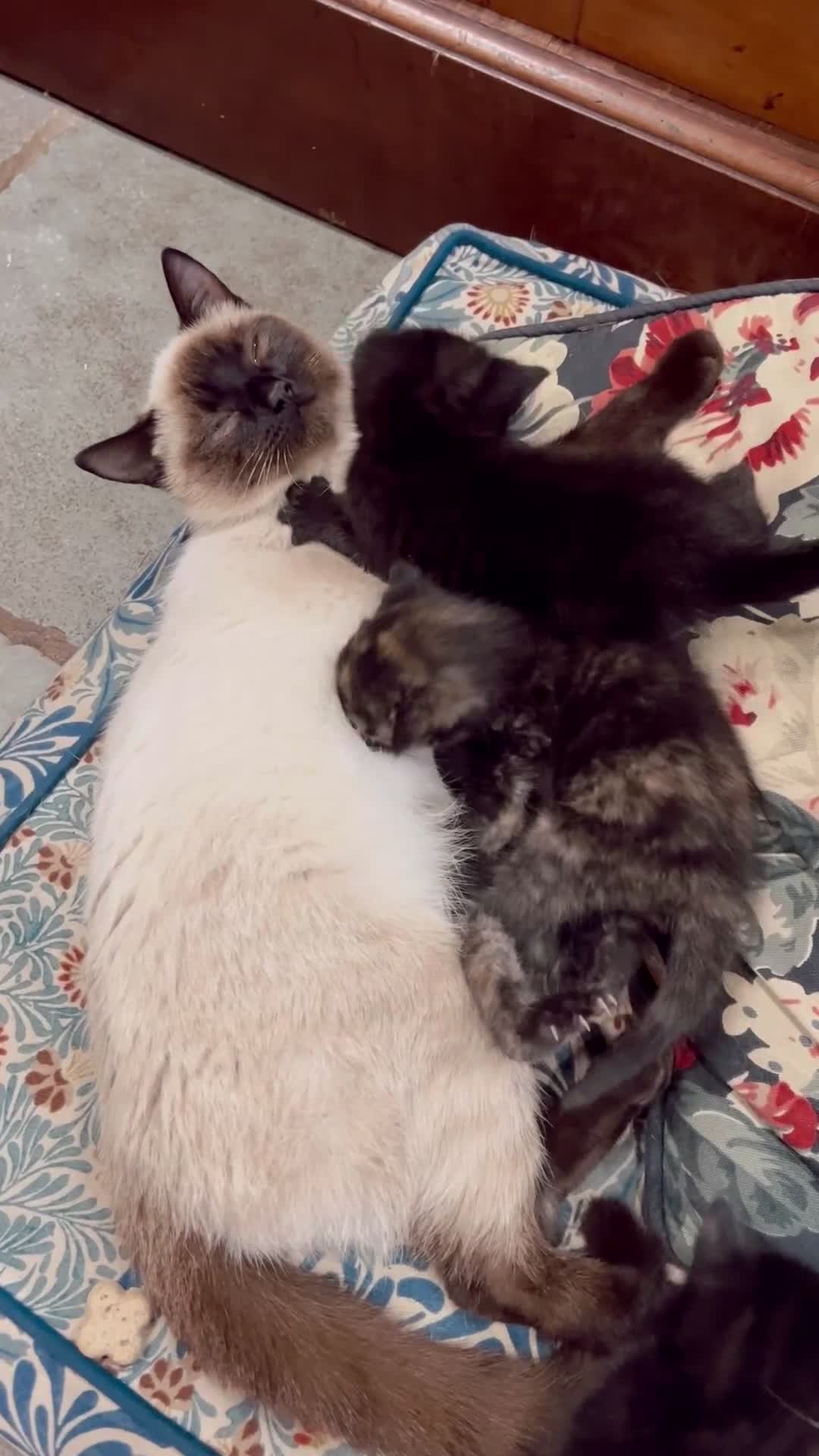 Mixed Breed cats for sale: *READY NOW* 3 beautiful kittens  - Video 1